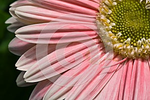 Pink Daisy