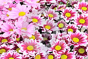 Pink daisy background