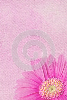 Pink Daisy Background