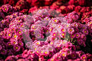 pink daisy background