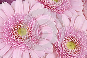 Pink daisy background. Pink floral background