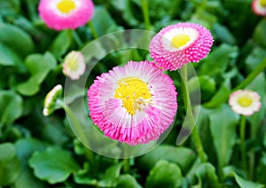 Pink daisy (bellis perennis) flowers in spring