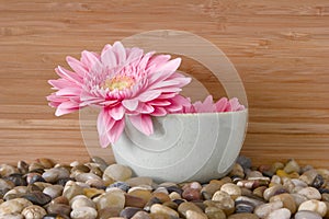 Pink daisy in bowl with river rocks and bamboo - s