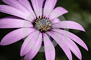 Pink daisy close up