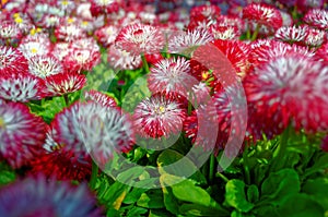 Pink daisy cluster at bloom in flower garden spring season