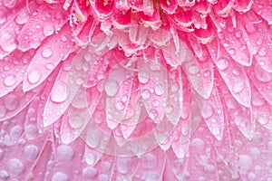 Pink daisy with droplets