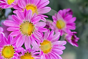 Pink Daisy Flower