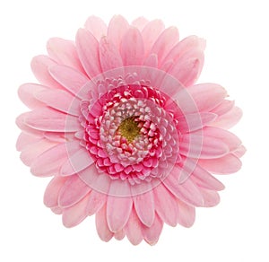 Pink Daisy flower
