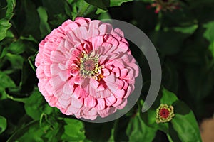 Pink Daisy Flower