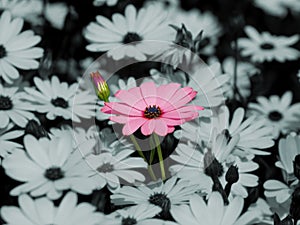 Pink daisy flower