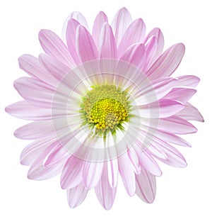 Pink Daisy Flower Daisies Floral Flowers