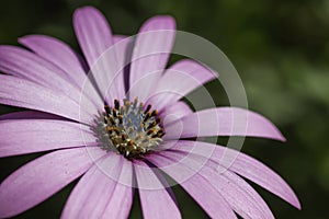 Pink daisy flower detail