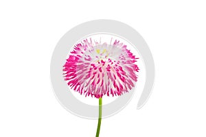 Pink daisy flower.isolate on a transparent background.