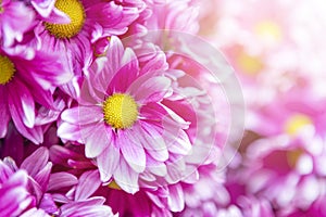 Pink daisy flower with morning flair light background,