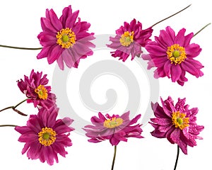 Pink daisy flower set