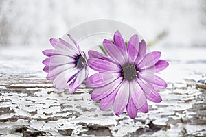 Pink Daisy Flower Still Life On White