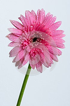 Pink daisy flower with water drops on petals