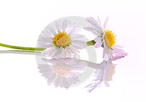 Pink daisy flowers