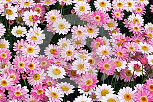 Pink daisy flowers background. Many different colors of daisies.