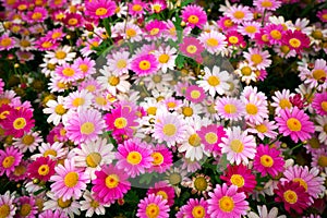 Pink daisy flowers