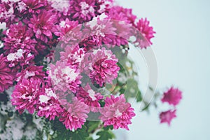 Pink Daisy flowers covered with snow in winter