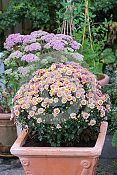 Pink daisy flowers growing in a backyard garden in summer. Marguerite perennial flowering plants displayed in vessels