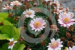 Pink daisy flowers with yellow center.