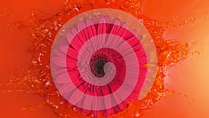 Pink Daisy Gerbera Flower is Thrown into the Orange Water Splattering with Drops in Slow Motion a Top Shot at 1500 fps