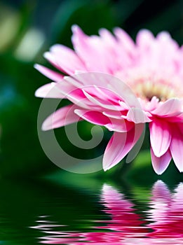 Pink daisy-gerbera with soft focus reflected in th