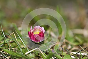 Pink daisy on green field. Daisy flower - wild chamomile. Pink daisies in the garden. Bellis perennis.