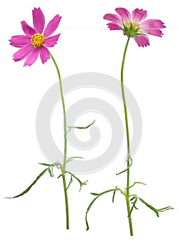 Pink daisy-herbera