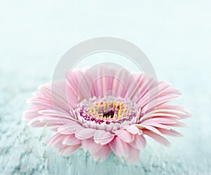 Pink daisy on light blue wooden background