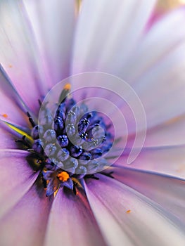 pink daisy macro