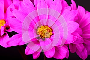 Pink Daisy Macro