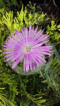 Pink Daisy on Pigface Flower