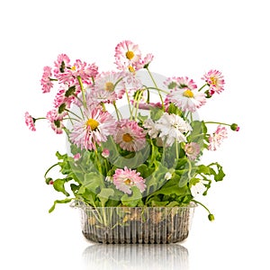 Pink daisy seedling in plastic container isolated on white background