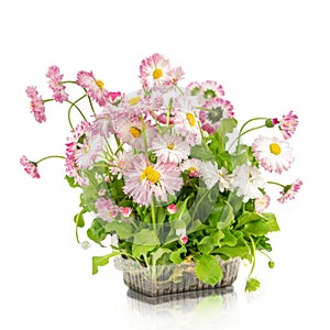 Pink daisy seedling in plastic container isolated on white background