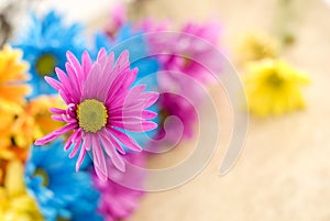 Pink Daisy with Shallow Depth of Field