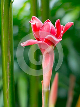 Pink Dala flower or Torch ginger in green garden.