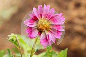 Pink dalia flower with soft defocus background