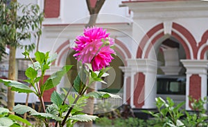 Pink Dalia Ful Flower in front of house garden in Bangladesh