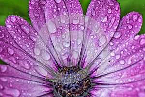 Pink Dahlia Flower with Water Droplets photo