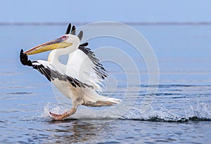 Pink Dalmatian Pelican landing in Walfish Bay