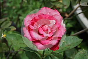 Pink damask rose flower