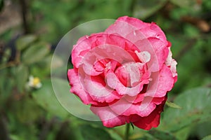 Pink damask rose flower in garden