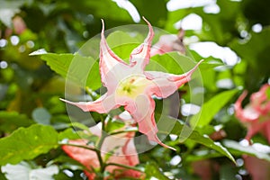 Pink Datura the angle trumpet flower