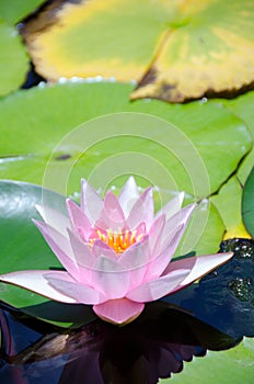 Pink Dawn water lily