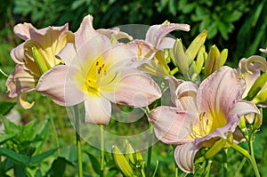 Pink day lilies in the garden