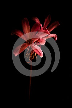 Pink Day Lilly Flower with wet petals in the dark