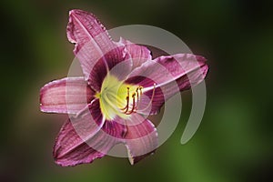 Pink day Lilly isolated